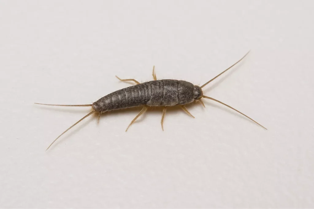silverfish Surrey